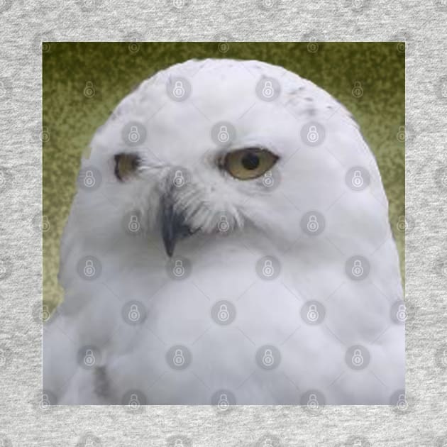 Snowy Owl by jalfc46